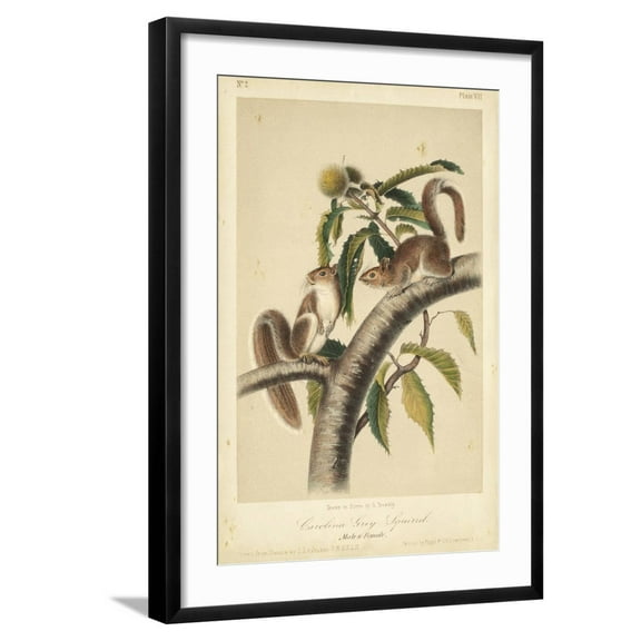 Art.com Audubon Squirrel I Art Print by John James Audubon, Black Frame Wall Art, 21" x 29"