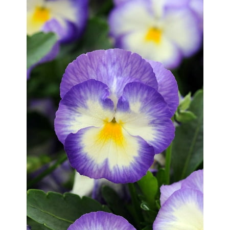 Halo Lilac Blue Hardy Violet Perennial  - Viola - Live Plant - Quart (Best Place To Plant Lilac Bush)