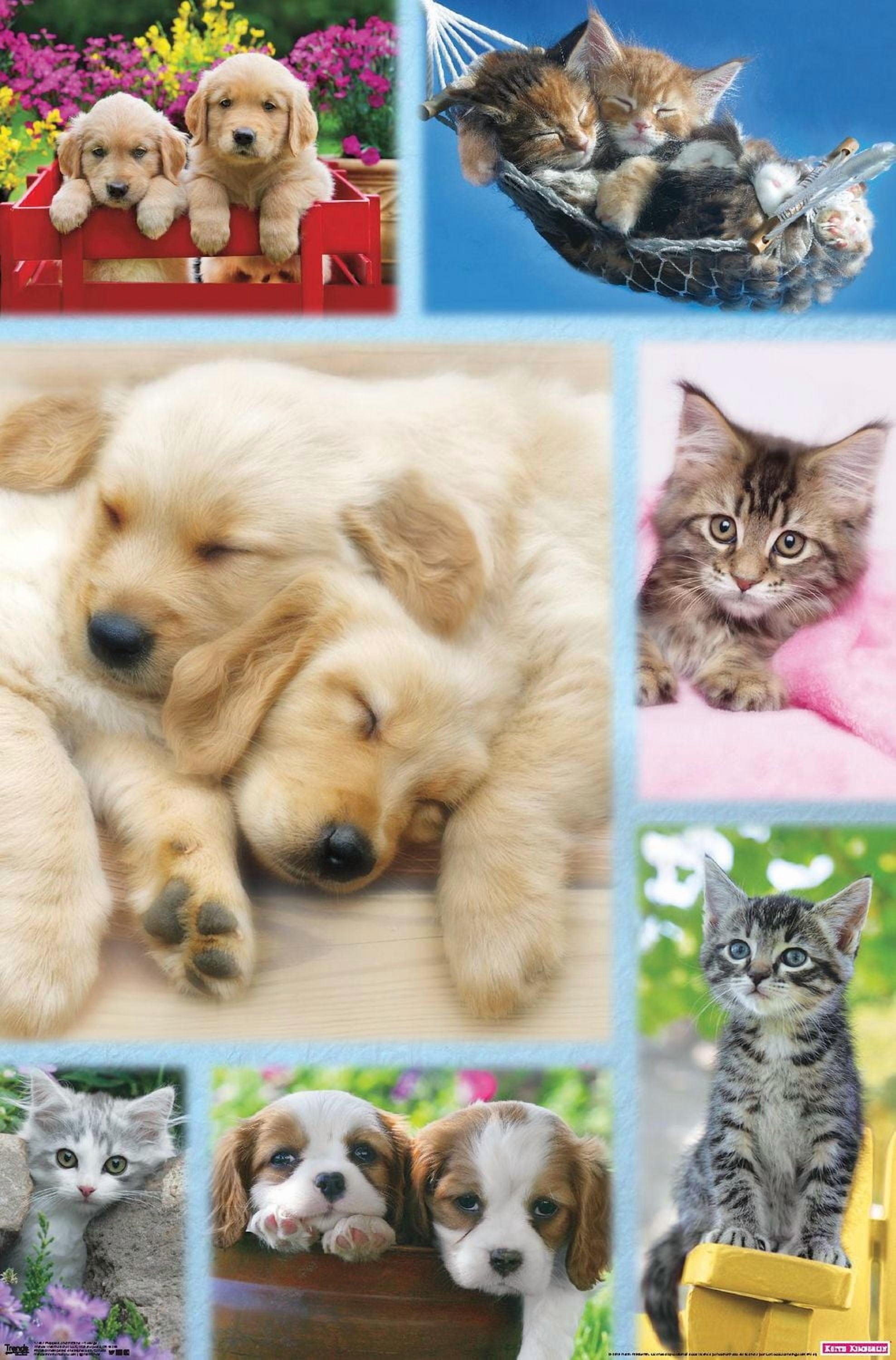 Keith Kimberlin - Puppies and Kittens Collage Wall Poster