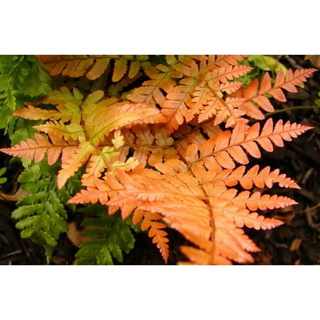 Japanese Autumn Fern - Dryopteris - Indoors or Out - 4