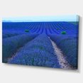 thumbnail image 2 of Lavender Field Sunset Near Valensole - Floral Canvas Art Print, 2 of 3