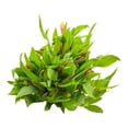 thumbnail image 4 of Bouquet alstro premium, 4 of 4