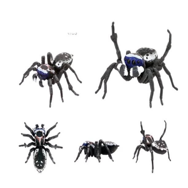 En estante Bandai Gashapon simulado Pavo Real araña biología Atlas serie simulado insecto Animal marca nueva figura de acción genuina xuanjing unisex