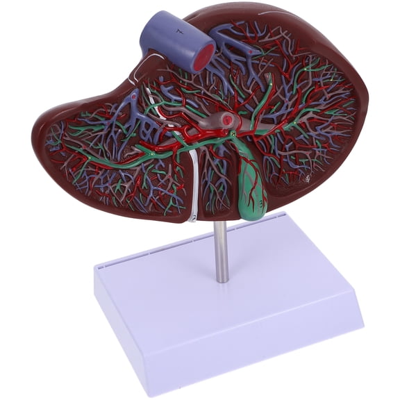 Liver Anatomical Model Body Anatomy School Display Human Models