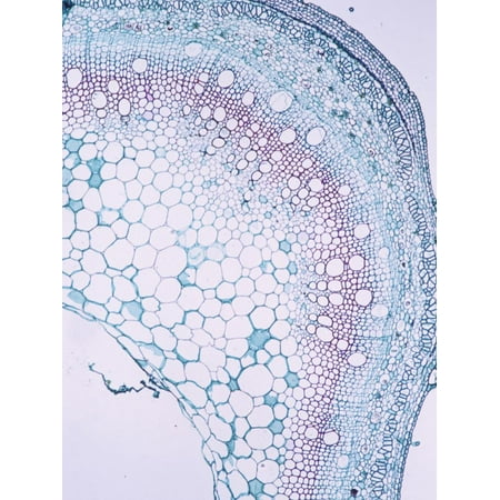 Cross-Section of a Hemp Stem (Cannabis Sativa), LM X17 Print Wall Art By (Best Led For Cannabis)