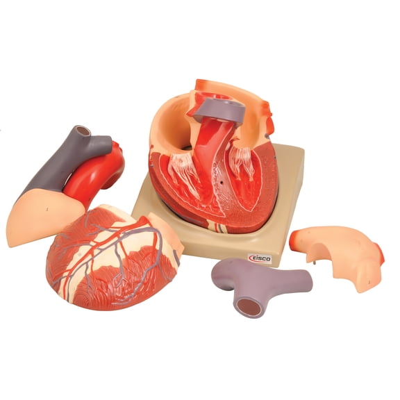 Human Heart Model - Enlarged 2X Life Size - 7 Parts - Hand Painted - Designed by Medical Professionals - Eisco Labs
