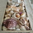 thumbnail image 6 of Sea Shells Mixed Beach Assorted Seashells, Various Sizes Natural Ocean Beach Seashells for Beach Themed Party DIY Crafts Jewelry Making Fishtank Vase Fillers Home Wedding Decorations (50), 6 of 9