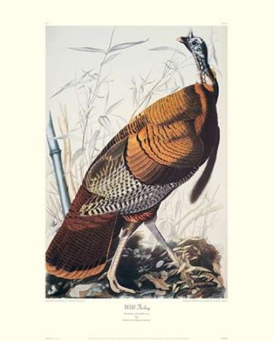 Wild Turkey (decora