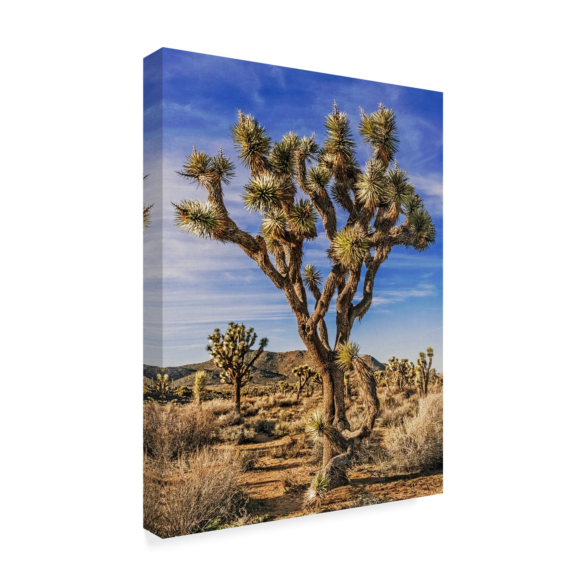 Trademark Fine Art 'Views of Joshua Tree III' Canvas Art by Rachel Perry