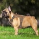 thumbnail image 2 of Arnés táctico para perros Beebiepet Heavy Duty para perros medianos, 2 of 5