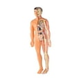 thumbnail image 3 of Human Body Kits para niños Anatomía 3D Figura órganos extraíbles Educación temprana Toy de esqueleto de bricolaje para niños preescolar para niños Translúcido, 3 of 8