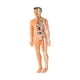 thumbnail image 3 of Modelo de cuerpo humano para niños Figura de anatomía 3D para niños Ayuda para la enseñanza de niños para niños Translúcido, 3 of 9
