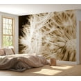 thumbnail image 3 of Tiptophomedecor Floral Wallpaper Wall Mural - Dandelion In Sepia, 3 of 6