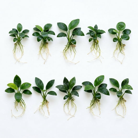 Anubias Aquarium Plants Bundle 10 Pack Live Freshwater Plants, Bare Root 1-3 Inch Assorted