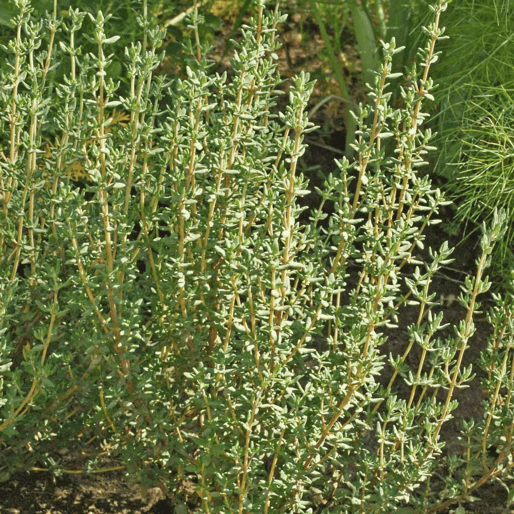 Everwilde Farms 1/4 Lb Common Thyme Herb Seeds Gold
