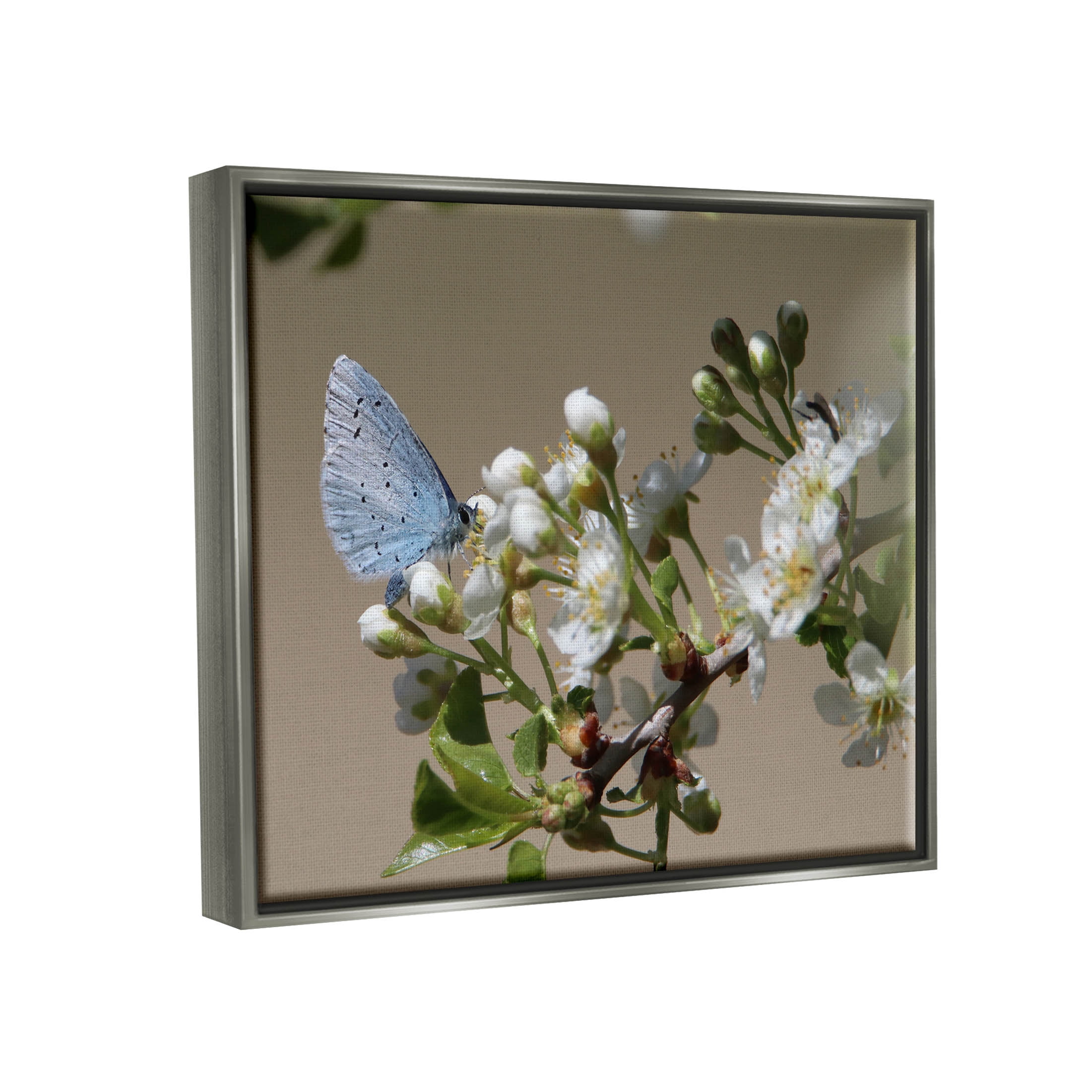 Stupell Industries Butterfly Perched Budding Flower Photograph Luster Gray Floating Framed Canvas Print Wall Art, Design by Daphne Polselli