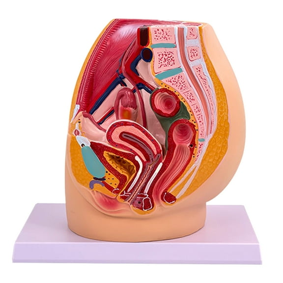 Female Pelvic Cavity Anatomy Model Anatomical Female Reproductive System Model for Obstetric Training and Demonstrations