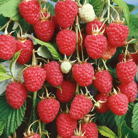 Pack 2 Nantahala Thornless Raspberry Plants Red Raspberries Bush Sweet Berry Well Rooteds Everbearing Raspberry Stater 4-6 Inch Tall