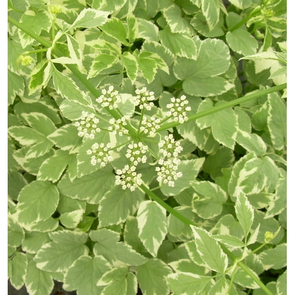 Variegated Bishop's Weed - 1 Gallon Shade Perennial