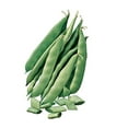 thumbnail image 1 of Burpee Graines de Haricot Buisson Italien Précoce 2 Onces de Graines, 1 of 1