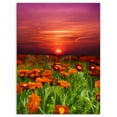 thumbnail image 2 of Sunset Flowers with Red Sky - Modern Landscape Wall Art Canvas, 2 of 3