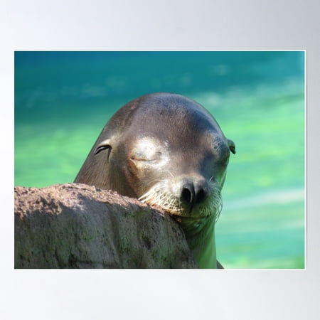 Nap Time Poster Wall Art Modern Wall Decor For Living Room Bedroom Art