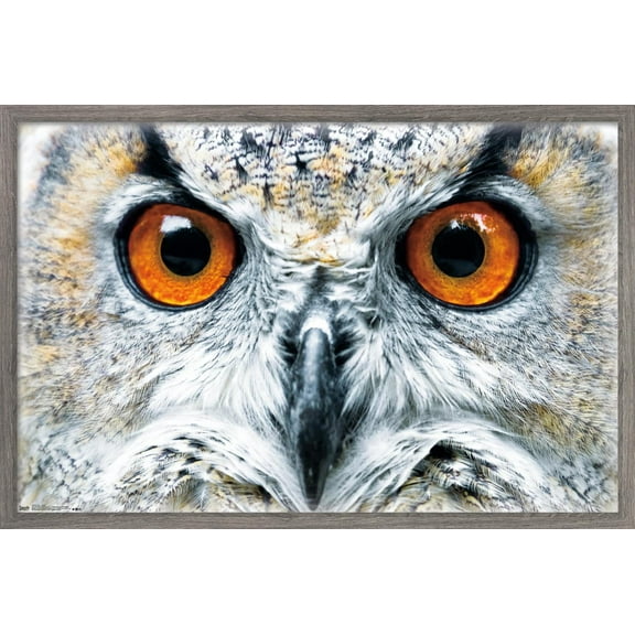 Owl - Close Wall Poster, 14.725" x 22.375", Framed