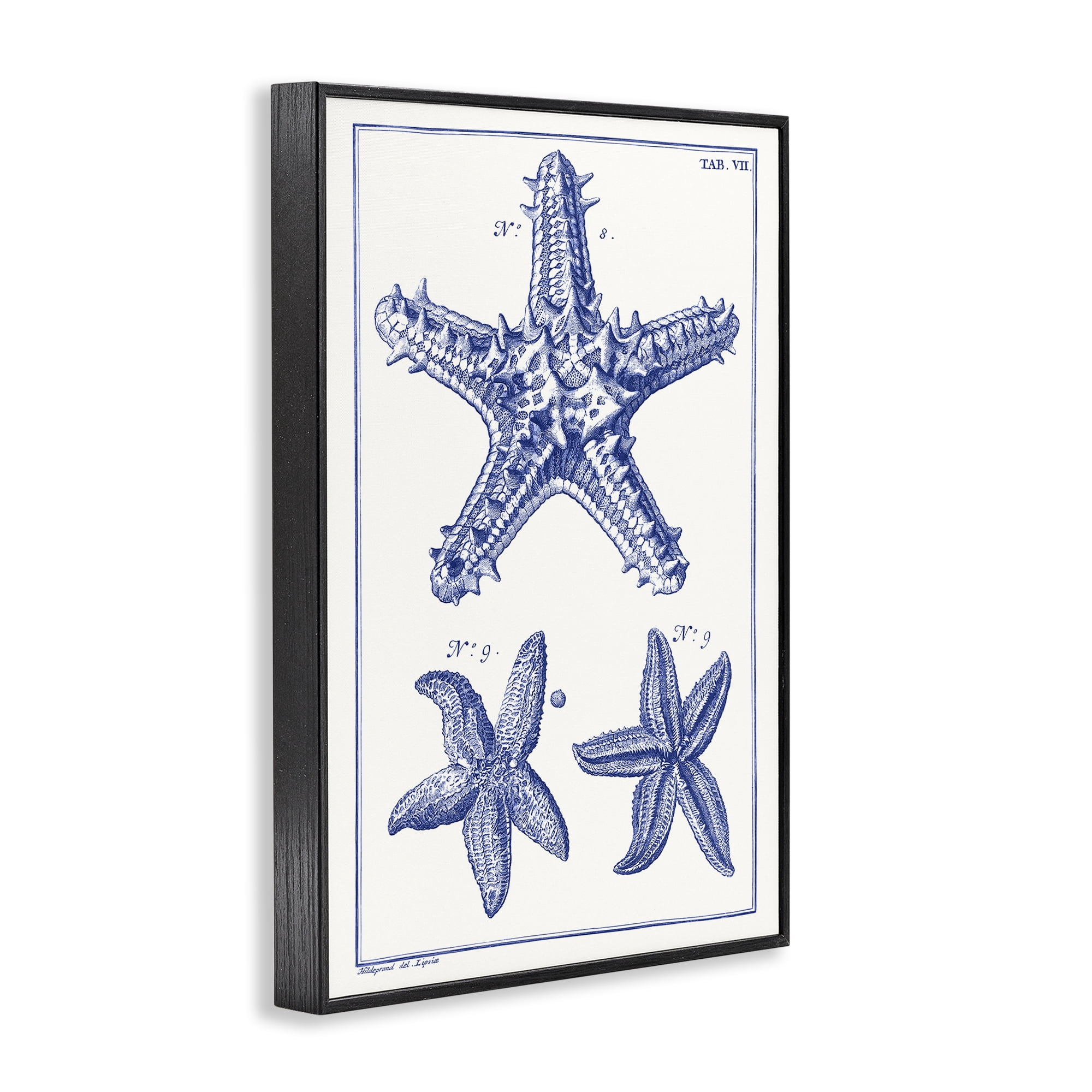 Stupell Industries Blue Starfish Diagrams Animals & Insects Painting Black Framed Art Print Wall Art, 12 x 18
