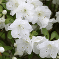 thumbnail image 3 of Gumpo White Miniature Dwarf Azalea – Live Evergreen Flowering Shrub with White Blooms, 1 Gallon Potted, Single Plant, 3 of 6