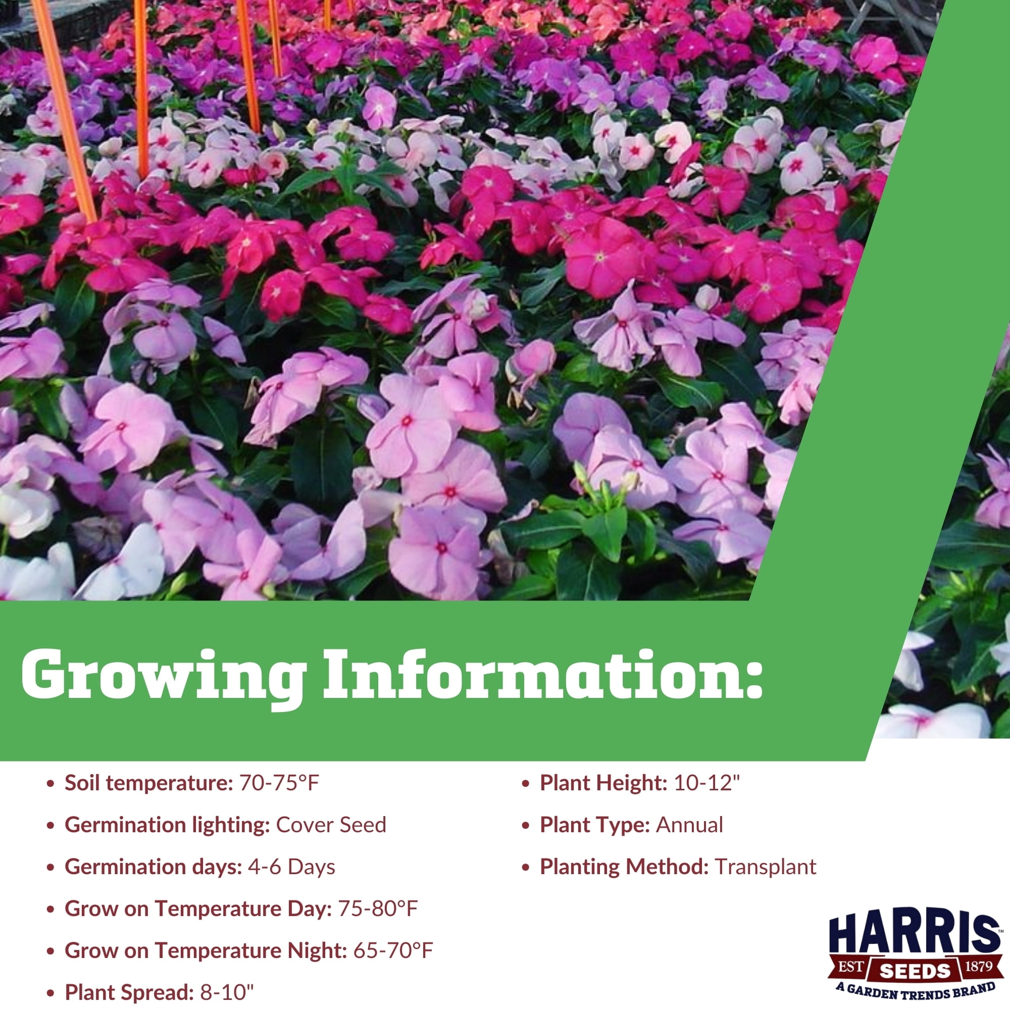 Harris Seeds - Vinca Solar Mix F1 Seeds - 250 Seeds
