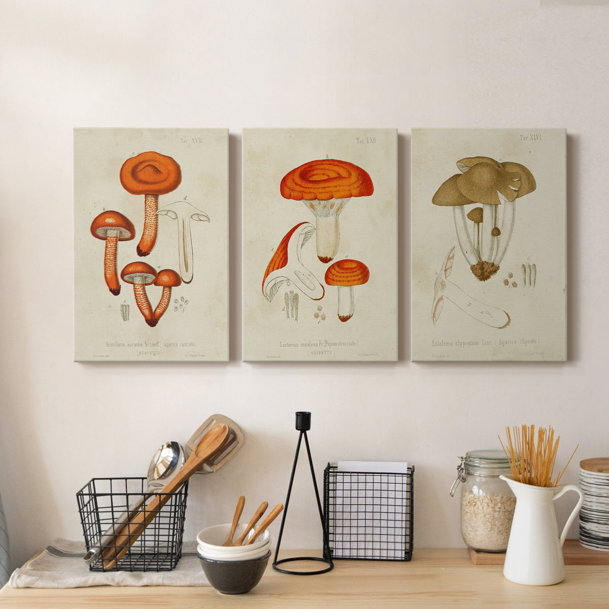 Mushroom Varieties IV Premium Gallery Wrapped Canvas - Ready to Hang - 24 x 36 Each