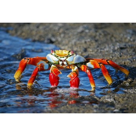Canvas Print Insect Crab Nature Legs Creepy Amazon Colorful Stretched Canvas 10 x