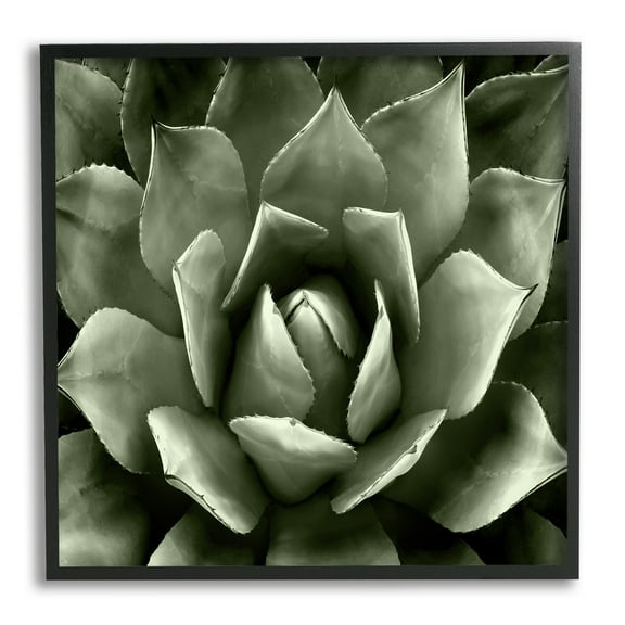 Stupell Industries Succulent Plant Close Up View Botanical & Floral Painting Black Framed Art Print Wall Art