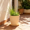thumbnail image 4 of Plastic Flower Pot with Scalloped Rim for Indoor and Outdoor Plants, Suitable for Succulents and Green Plants, Home Decor Planter, 4 of 5