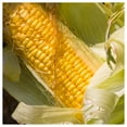 thumbnail image 2 of Everwilde Farms - 1 lb Golden Bantam Sweet Corn Seeds - Gold Vault Bulk Seed Packet, 2 of 3