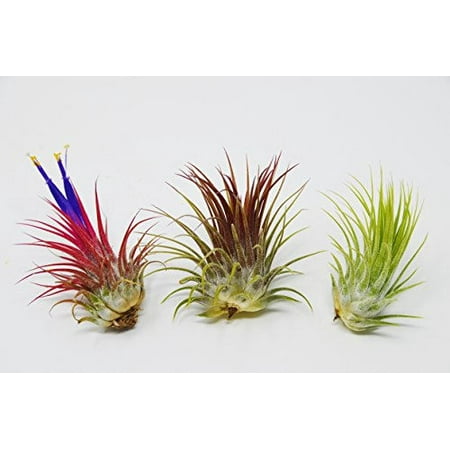 3 Ionantha Guatemala Air Plants / FREE Care Guide / (Best Houseplants For Air Purifying)