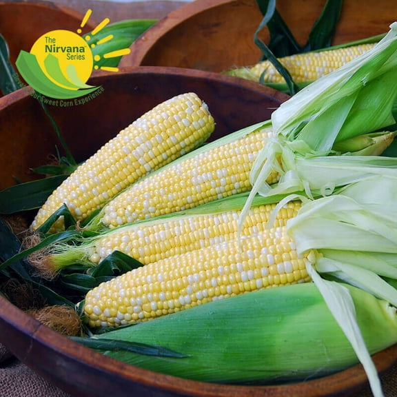 Sweet Corn Epiphany F1 Seed