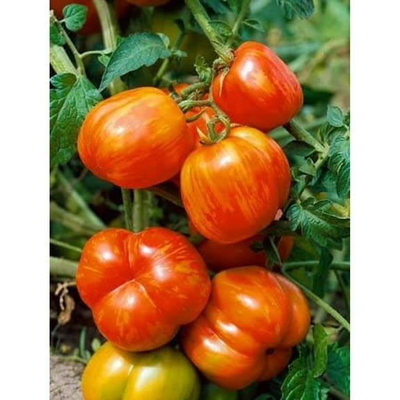 UlaREYoy Mr. Stripey Tomato Plant – Two (2) Live Plants –Not Seeds– Each 5" to 7" Tall, in 3.5 Inch Pots