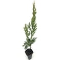 thumbnail image 3 of Spartan Juniper  20 Live Trees  Juniperus Chinensis  Evergreen Privacy Screening Plant, 3 of 9