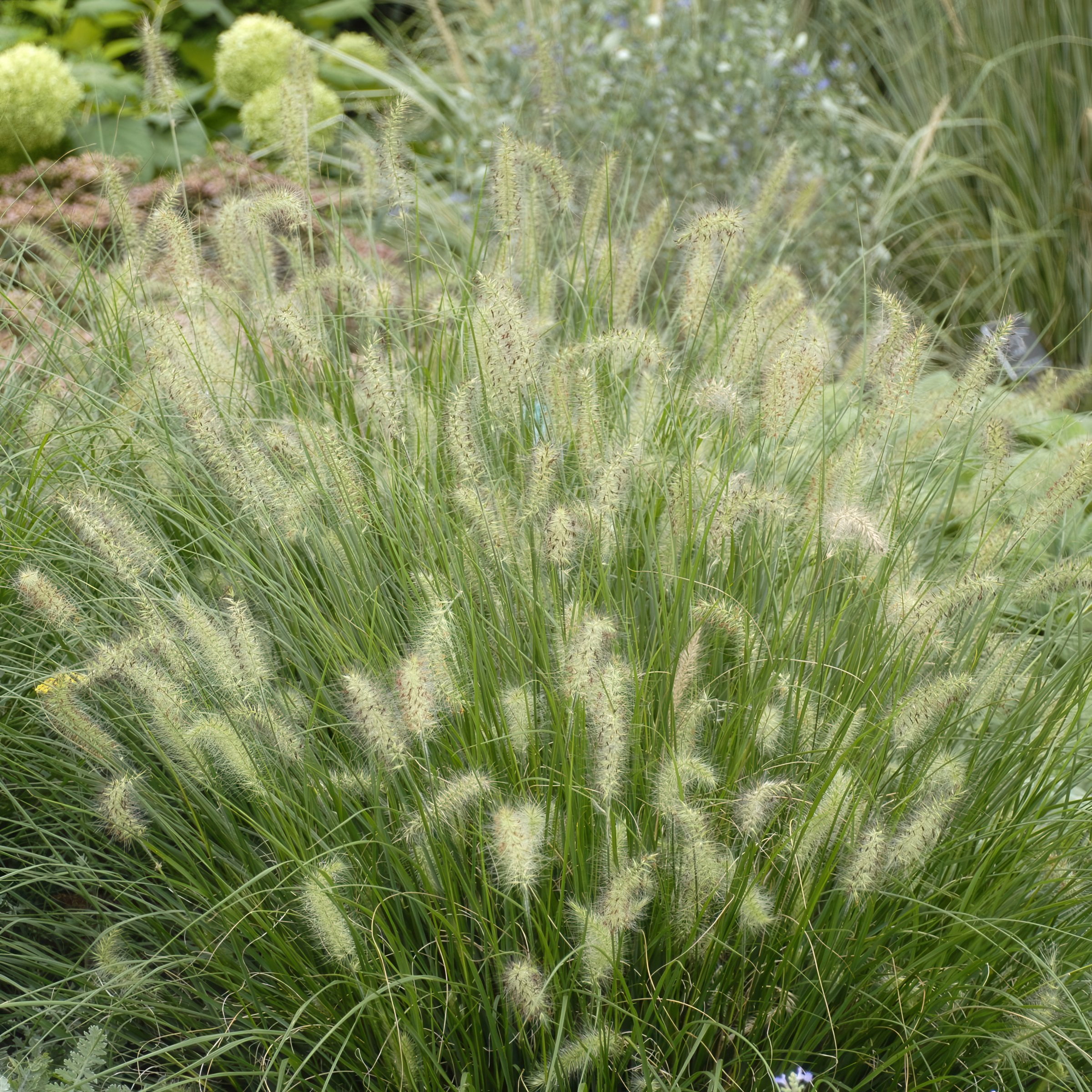 National Plant Network 4 in. Dwarf Fountain Live Ornamental Grass Hamelin (3-Pack)