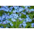 thumbnail image 3 of 500 Blue FORGET ME NOT Myosotis Sylvatica Shade or Sun Perennial Flower Seeds, 3 of 9