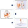 thumbnail image 5 of Anatomical Knee Joint With Ligaments Model, Human 1:1 Life Size, For Science Classroom Study, Displ, 5 of 5