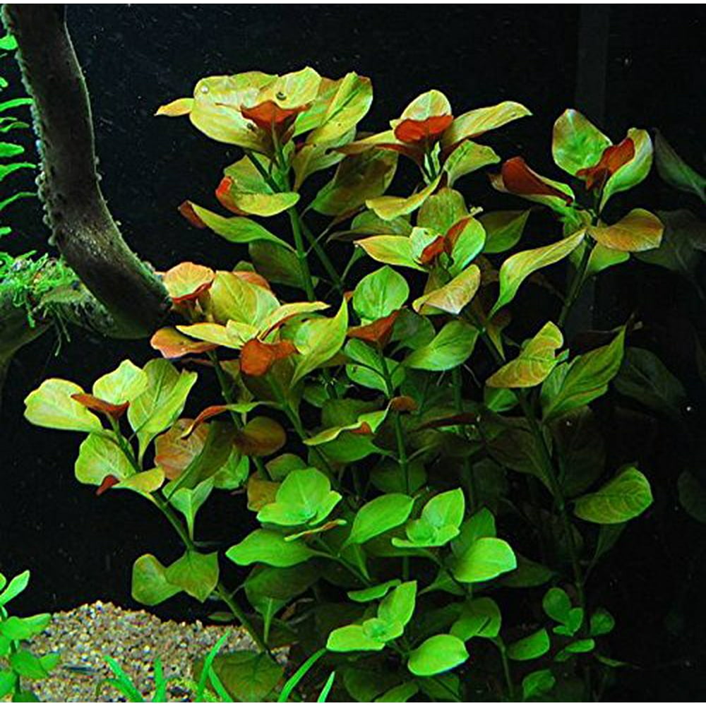 Ludwigia Repens Easy Freshwater Aquarium Plant Walmart