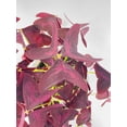 thumbnail image 4 of Bumble Plants Purple Oxalis Triangularis Live Plants in 4" Nursery Pot, 4 of 7