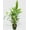 6_FERN_BLUE.STAR, variant on Fern 'Blue Star' - Live Air-Purifying Indoor Plant in Nursery Pot – Easy Care, Low Maintenance Houseplant for Home & Office Decor, Natural Air Cleaner, Best for Beginners (4"Pot, NurseryPot)