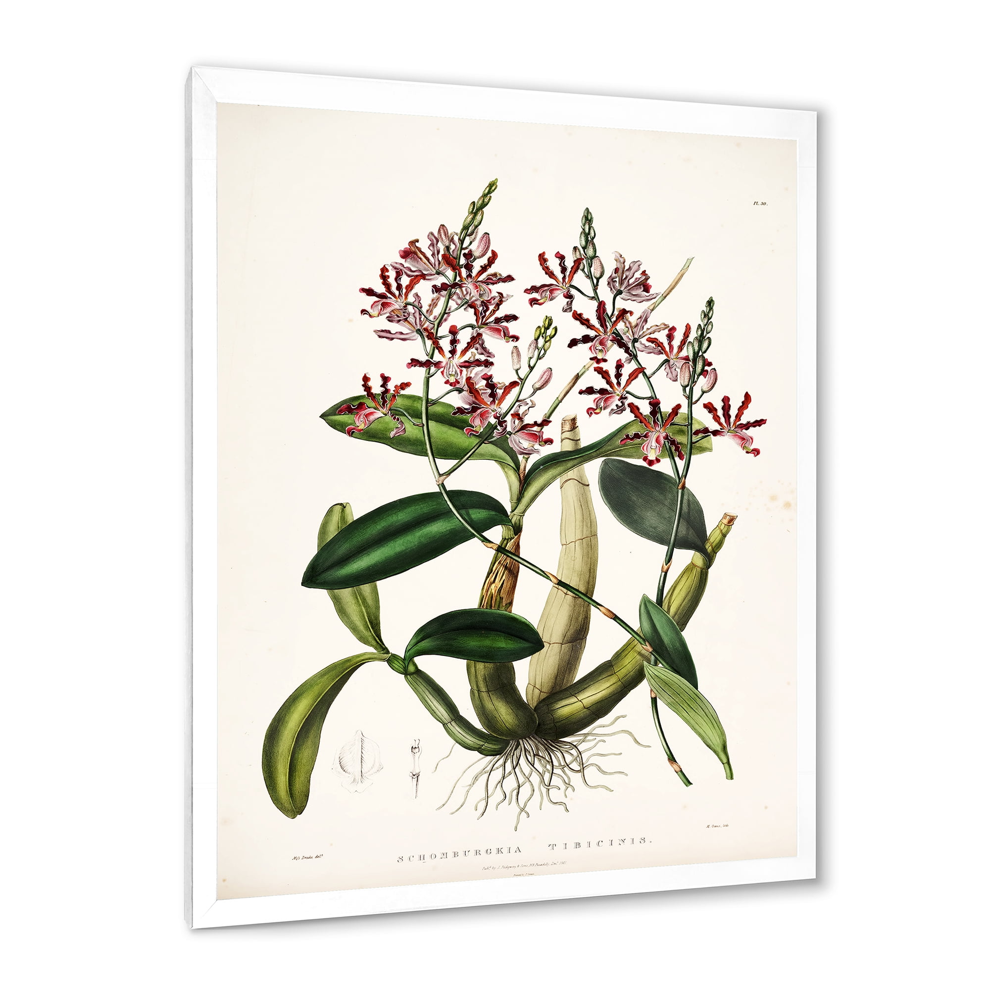Designart 'Ancient Plant Life VII' Traditional Framed Art Print