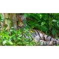 thumbnail image 2 of Richardson, Larry 18x12 White Modern Wood Framed Museum Art Print Titled - A Malayan tiger maintains a restful vigil, 2 of 4
