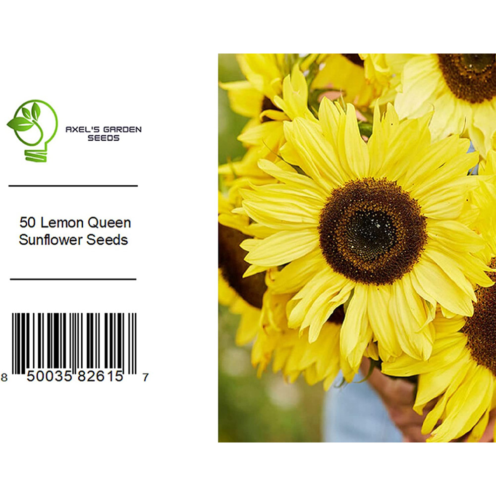 Lemon Queen Sunflower Seeds For Planting Heirloom And NonGmo Flower