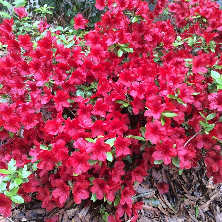Azalea, Midnight Flare 2.25 Gallon - Walmart.com Azalea, Midnight Flare 2.25 Gallon - Walmart.com