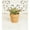 3.5" Terracotta Décor, variant on Altman Plants Star Aloe Succulent Decor - Live Plant Gift - 3.5 in Terracotta Plant Pot